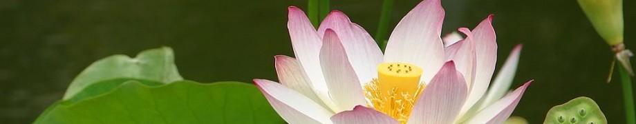 cropped-lotusflower.jpg